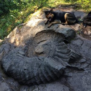 giant-ammonite